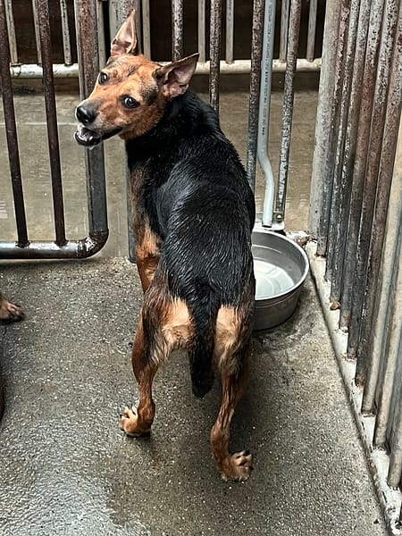 【待認養】混種犬 狗 (女生) - 彰化縣流浪狗中途之家