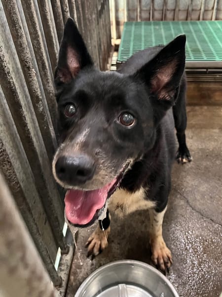 【待認養】混種犬 狗 (女生) - 彰化縣流浪狗中途之家