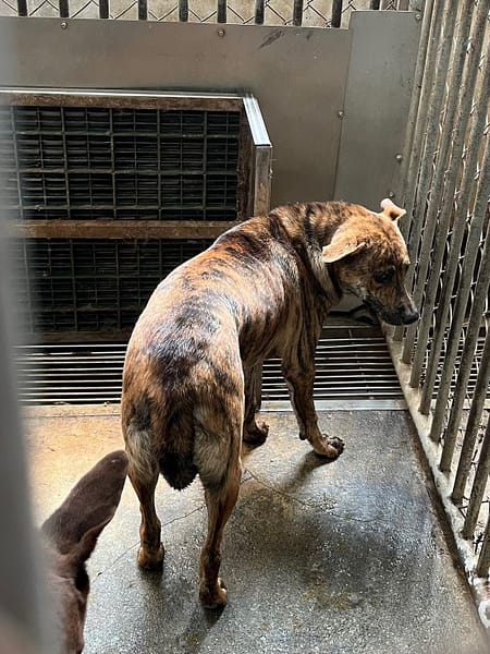 【待認養】混種犬 狗 (男生) - 彰化縣流浪狗中途之家