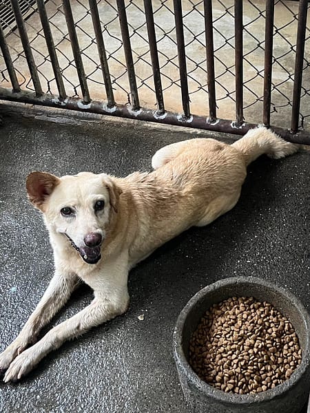【待認養】混種犬 狗 (男生) - 彰化縣流浪狗中途之家