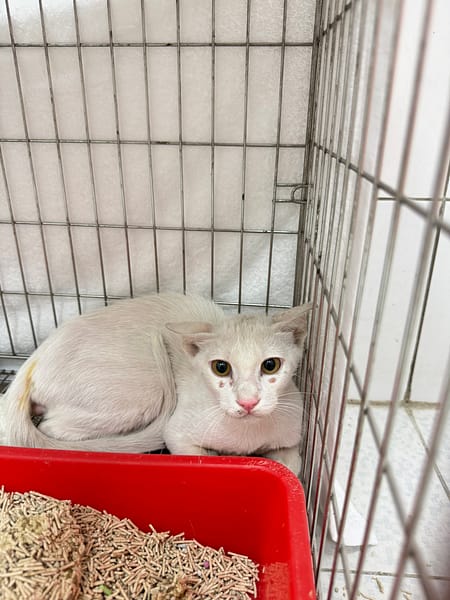 【待認養】混種貓 貓 (男生) - 新北市八里區公立動物之家