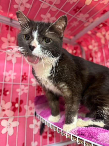 【待認養】混種貓 貓 (女生) - 新北市新店區公立動物之家