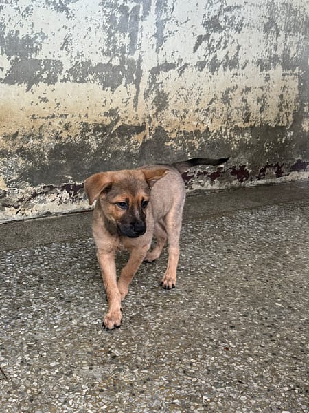 【待認養】混種犬 狗 (男生) - 苗栗縣動物保護教育園區
