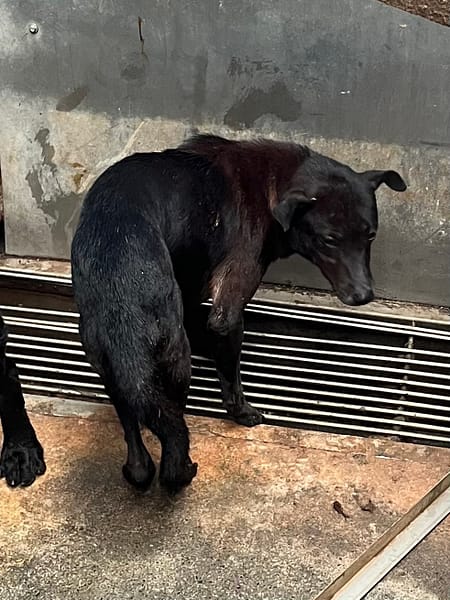 【待認養】混種犬 狗 (男生) - 彰化縣流浪狗中途之家