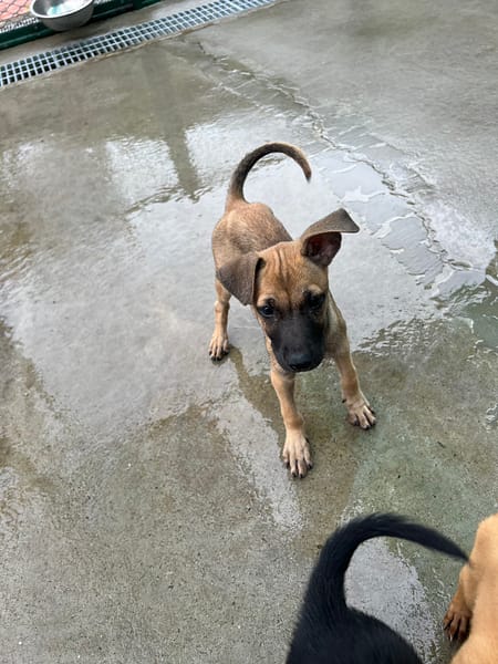 【待認養】混種犬 狗 (女生) - 苗栗縣動物保護教育園區