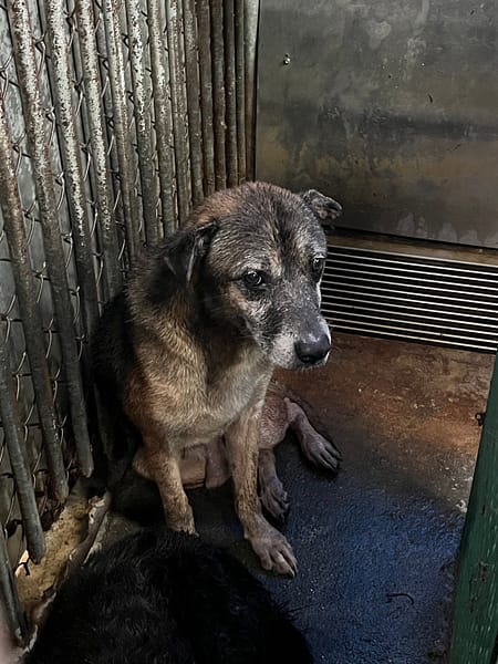 【待認養】混種犬 狗 (男生) - 彰化縣流浪狗中途之家