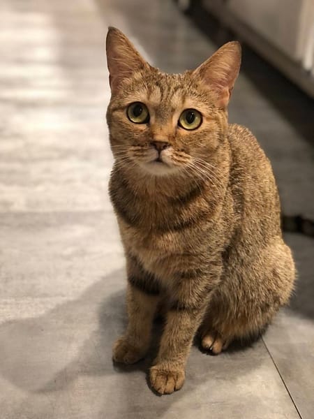 【待認養】混種貓 貓 (女生) - 新北市八里區公立動物之家