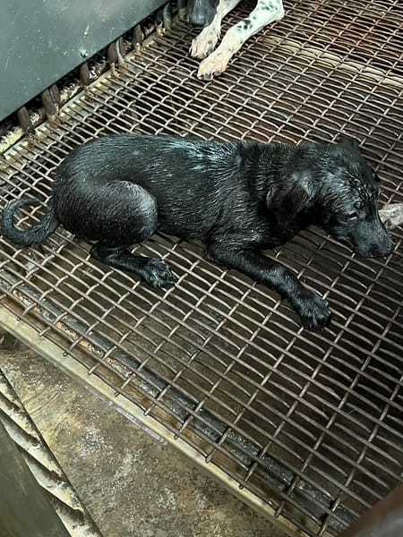 【待認養】混種犬 狗 (女生) - 彰化縣流浪狗中途之家