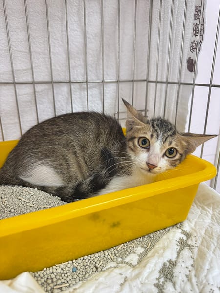 【待認養】混種貓 貓 (男生) - 新北市八里區公立動物之家