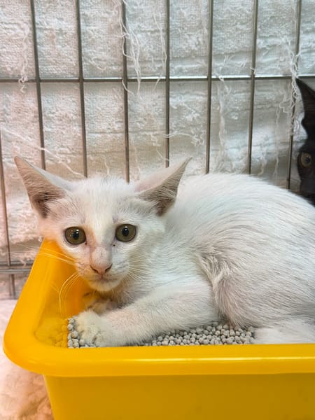 【待認養】混種貓 貓 (男生) - 新北市八里區公立動物之家