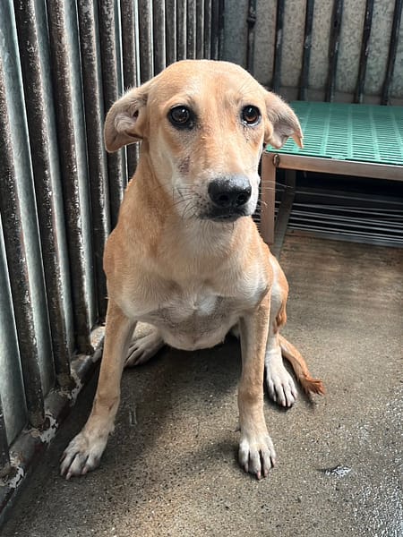 【待認養】混種犬 狗 (女生) - 彰化縣流浪狗中途之家