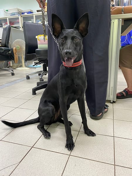 【待認養】混種犬 狗 (女生) - 彰化縣流浪狗中途之家