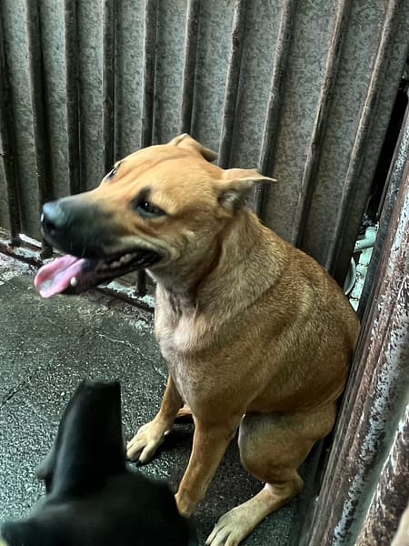 【待認養】混種犬 狗 (男生) - 彰化縣流浪狗中途之家