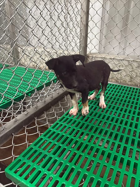 【待認養】混種犬 狗 (女生) - 臺東縣動物收容中心