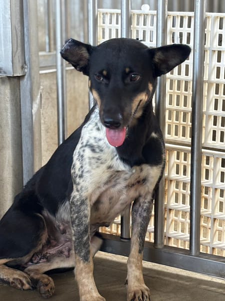 【待認養】混種犬 狗 (女生) - 澎湖縣流浪動物收容中心