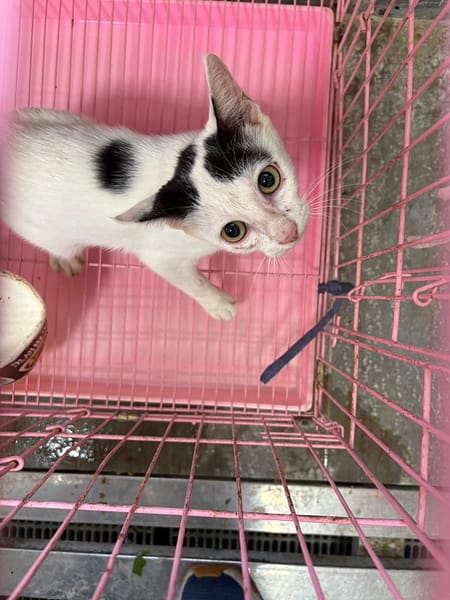 【待認養】混種貓 貓 (女生) - 臺東縣動物收容中心