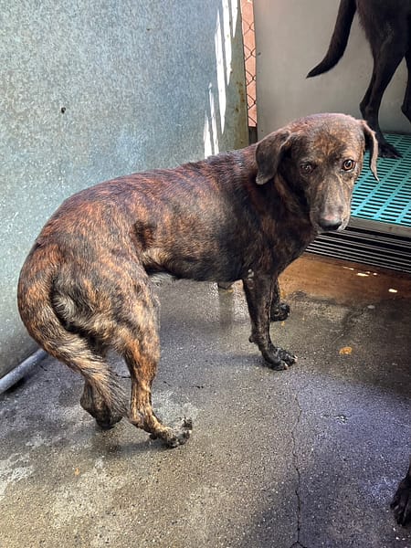 【待認養】混種犬 狗 (男生) - 彰化縣流浪狗中途之家