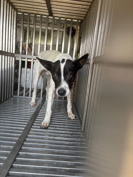 【待認養】混種犬 狗 (男生) - 基隆市寵物銀行