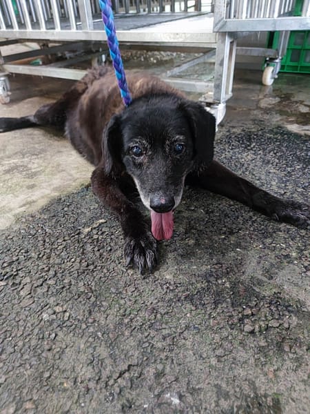 【待認養】混種犬 狗 (女生) - 新北市中和區公立動物之家