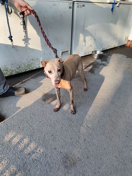 【待認養】混種犬 狗 (女生) - 新北市中和區公立動物之家