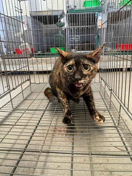 【待認養】混種貓 貓 (女生) - 新北市五股區公立動物之家