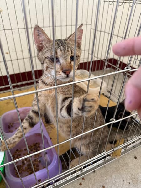 【待認養】混種貓 貓 (男生) - 金門縣動物收容中心