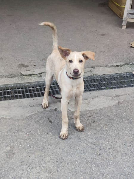 【待認養】混種犬 狗 (男生) - 新北市中和區公立動物之家