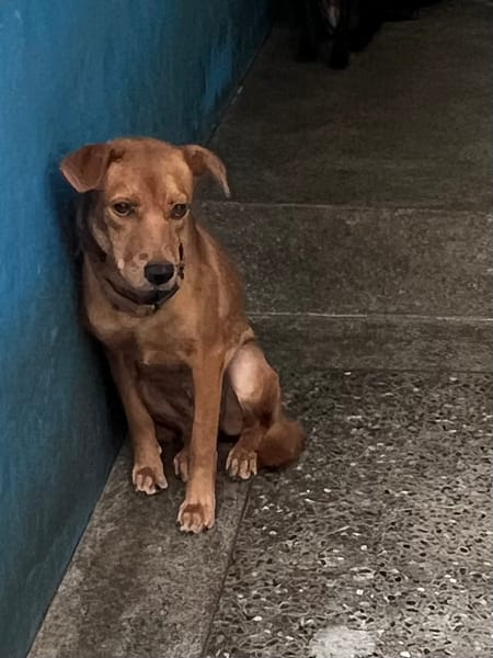 【待認養】混種犬 狗 (女生) - 苗栗縣動物保護教育園區