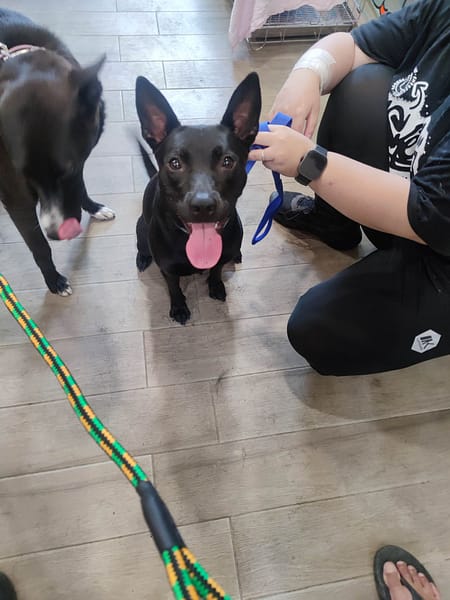 【待認養】混種犬 狗 (女生) - 新北市中和區公立動物之家