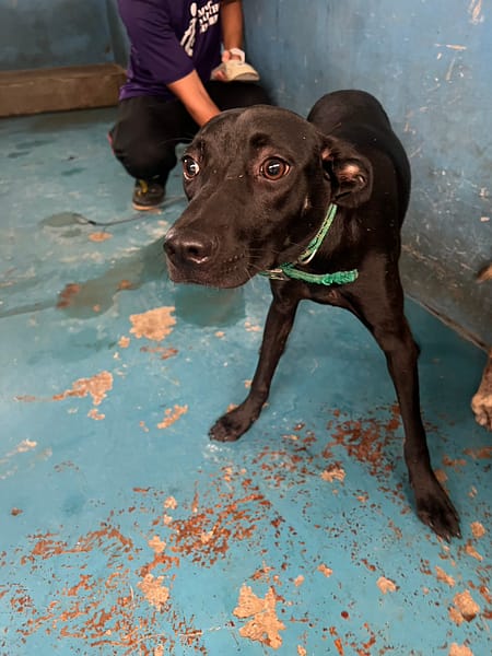 【待認養】混種犬 狗 (男生) - 苗栗縣動物保護教育園區