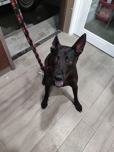 【待認養】混種犬 狗 (女生) - 新北市中和區公立動物之家