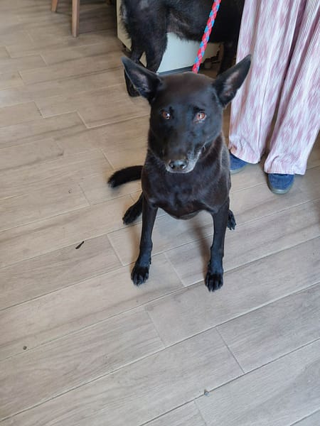 【待認養】混種犬 狗 (男生) - 新北市中和區公立動物之家