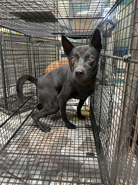 【待認養】混種犬 狗 (男生) - 苗栗縣動物保護教育園區