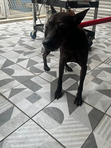【待認養】混種犬 狗 (女生) - 苗栗縣動物保護教育園區