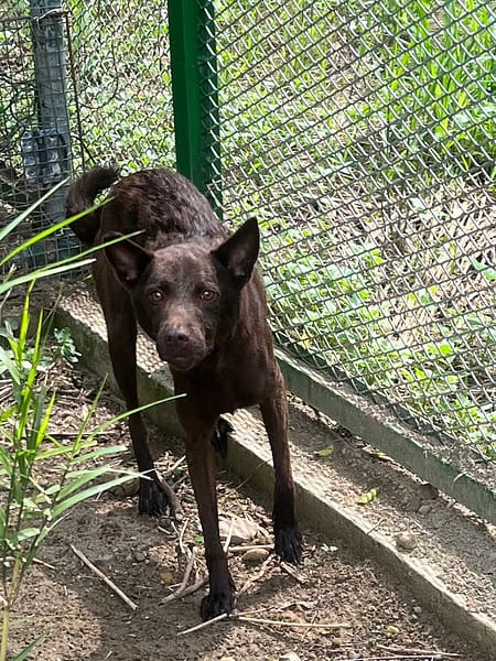 【待認養】混種犬 狗 (女生) - 苗栗縣動物保護教育園區