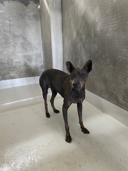 【待認養】混種犬 狗 (女生) - 基隆市寵物銀行