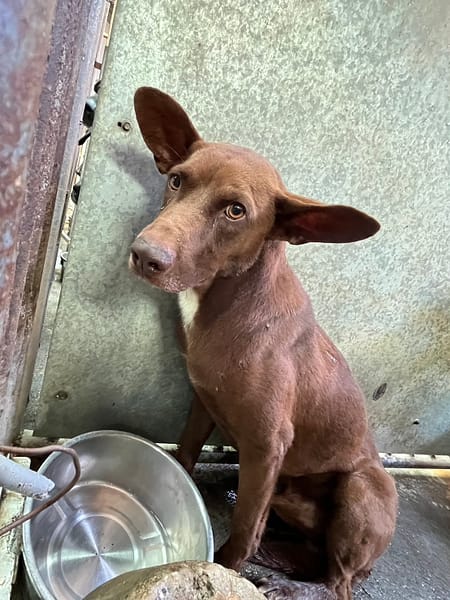 【待認養】混種犬 狗 (男生) - 彰化縣流浪狗中途之家