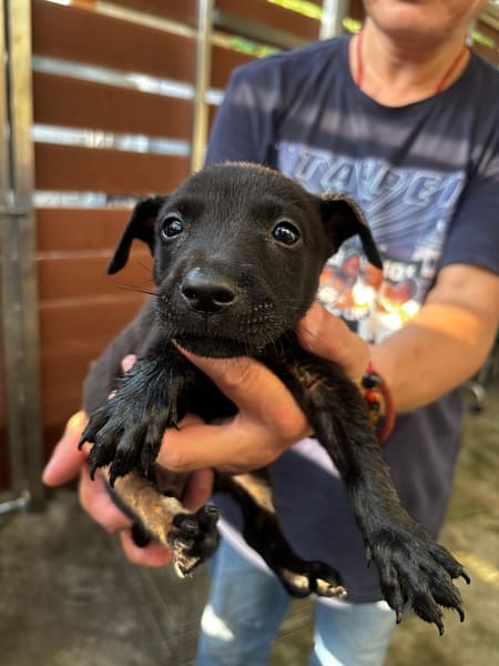 【待認養】混種犬 狗 (女生) - 新北市五股區公立動物之家