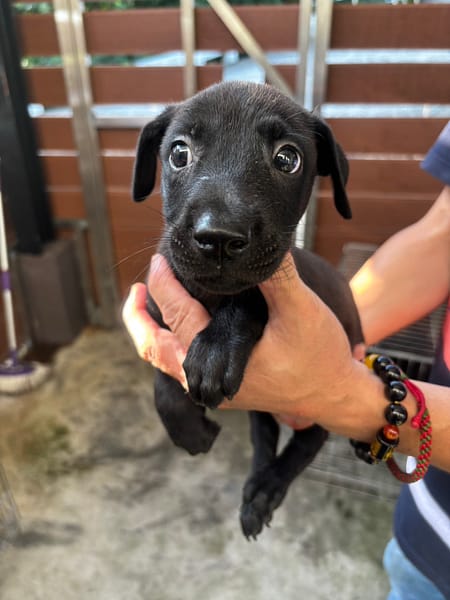 【待認養】混種犬 狗 (男生) - 新北市五股區公立動物之家