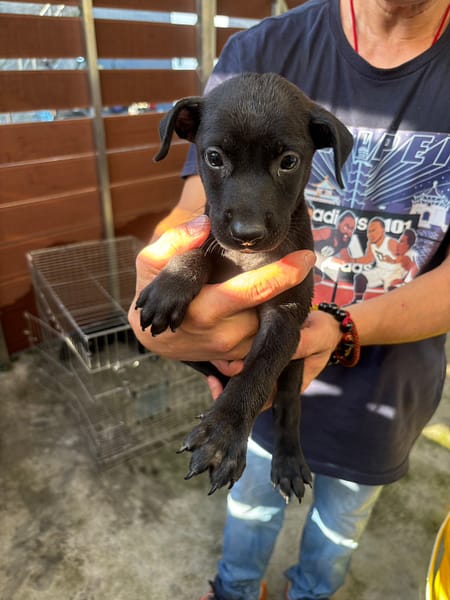 【待認養】混種犬 狗 (男生) - 新北市五股區公立動物之家