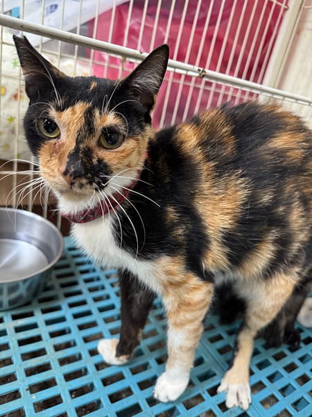 【待認養】混種貓 貓 (女生) - 苗栗縣動物保護教育園區