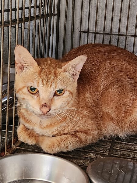 【待認養】混種貓 貓 (女生) - 新北市三芝區公立動物之家