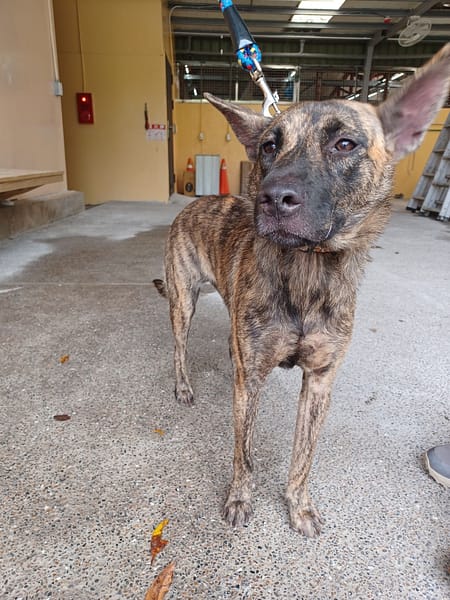 【待認養】混種犬 狗 (女生) - 新北市中和區公立動物之家