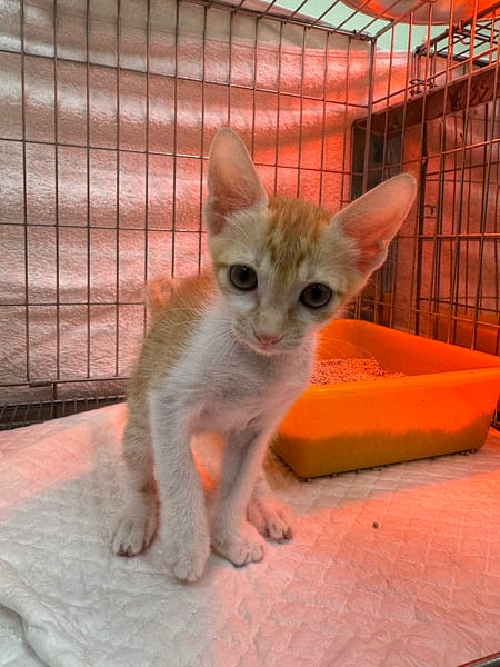 【待認養】混種貓 貓 (男生) - 新北市八里區公立動物之家