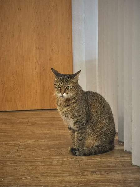 【待認養】混種貓 貓 (女生) - 新北市八里區公立動物之家