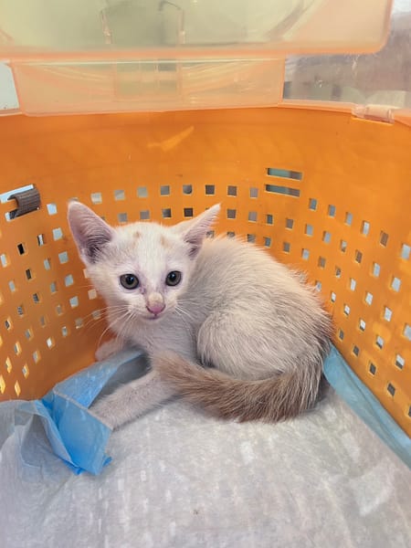 【待認養】混種貓 貓 (男生) - 新北市八里區公立動物之家