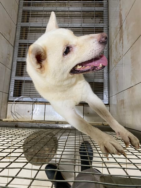 【待認養】柴犬 狗 (女生) - 臺南市動物之家善化站