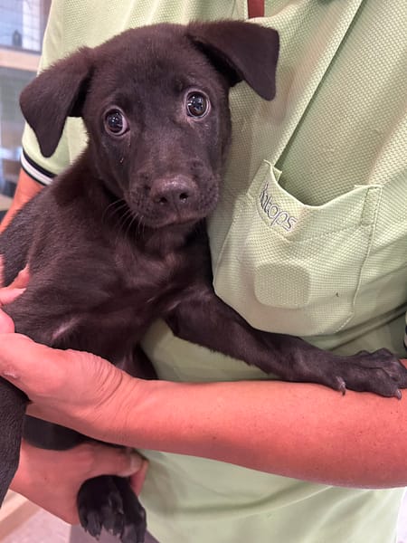 【待認養】混種犬 狗 (男生) - 新北市中和區公立動物之家