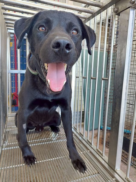 【待認養】混種犬 狗 (男生) - 花蓮縣狗貓躍動園區