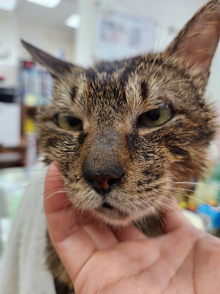 【待認養】混種貓 貓 (男生) - 新北市三芝區公立動物之家